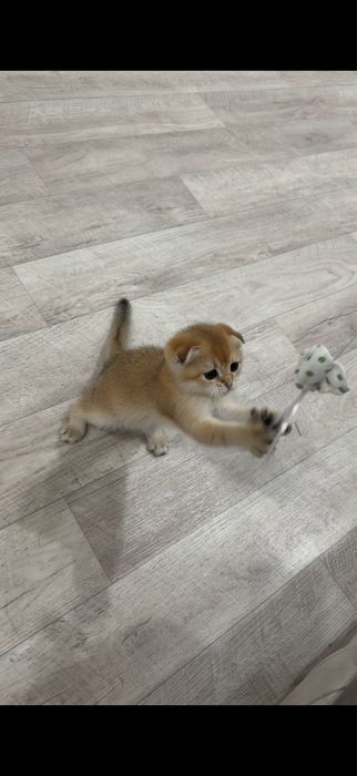 Шотландский золотой котёнок