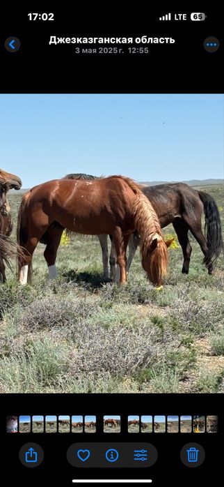 Көкпар Айғыр сатылады!!