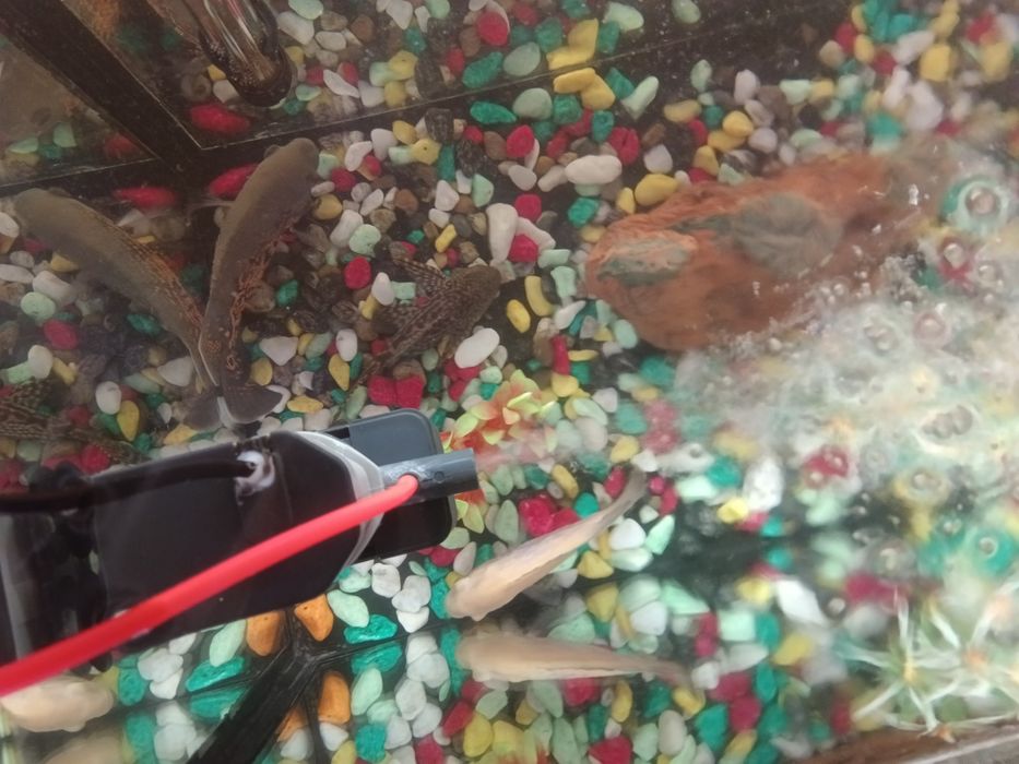 Avstranatuslar oq va qora   bor