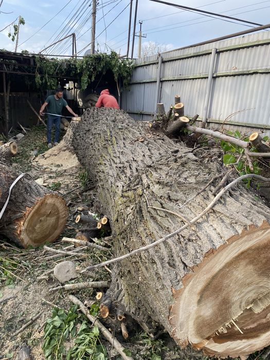 Спил деревьев Алматы и обл.