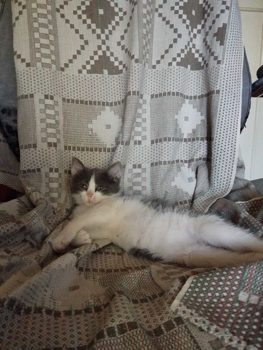 Девочка котёнок в добрые руки