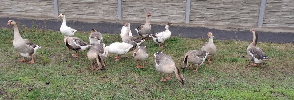 Vând gâște de șapte luni