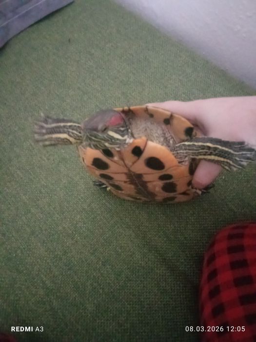 Продам краснаухую черепаху