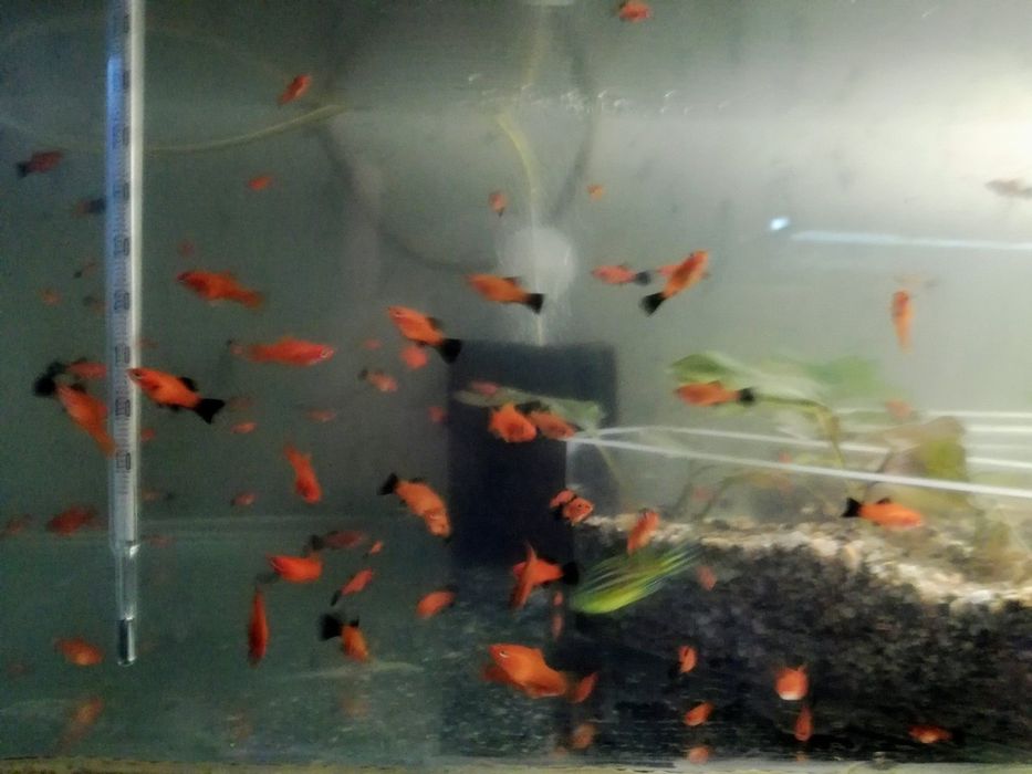 Аквариумни рибки-Анцитруси,Гупи,Молинези