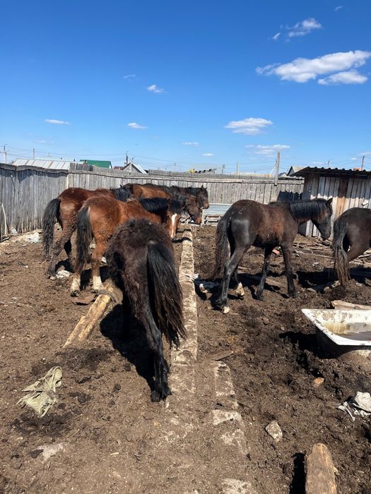 Продам лошадей 500 тыс