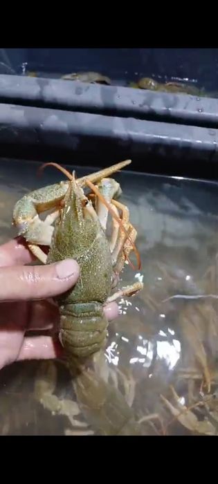 Свежая рыба в ассортименте.