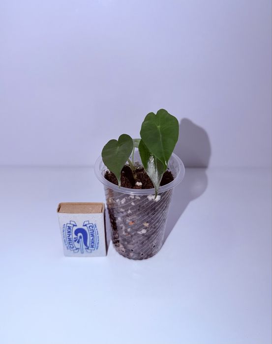 Алоказия, комнатные растения, комнатные цветы