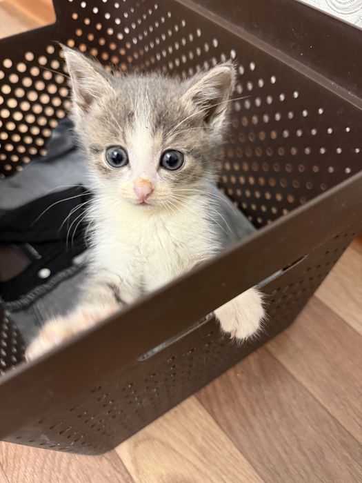 Котенок ищет свою семью