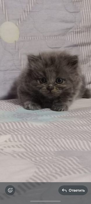 Котенок британец