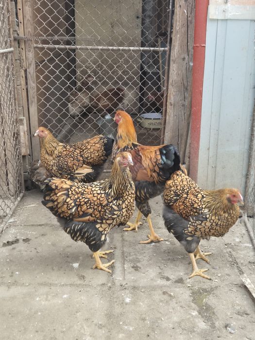 Gaini de rasa wyandotte, cochinchina