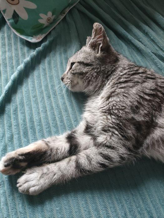 Молодой кот ищет дом