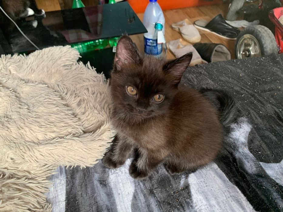 Продам породистых котят британцы