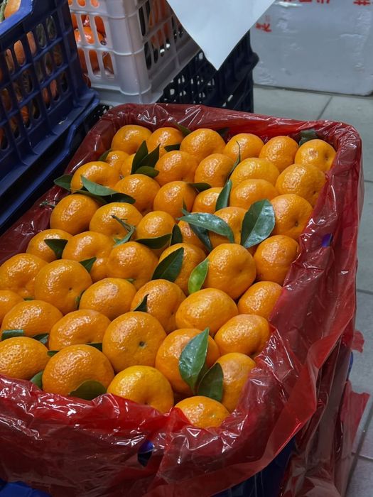 Mandarin suvli strus