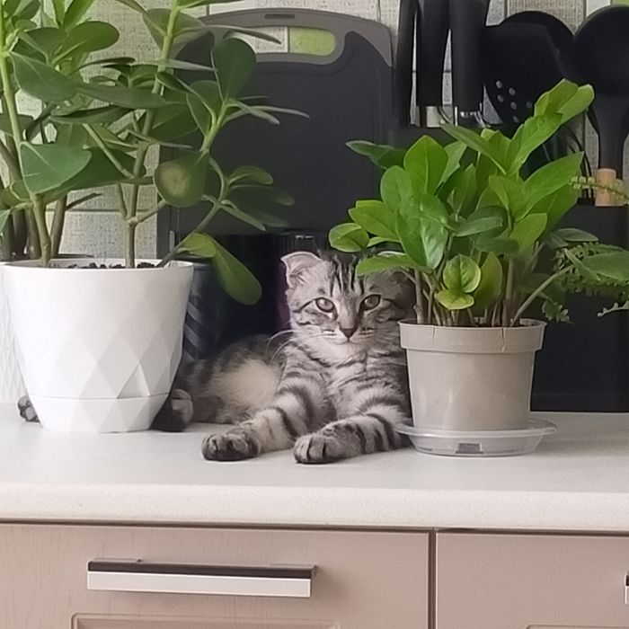 Шотландский вислоухий