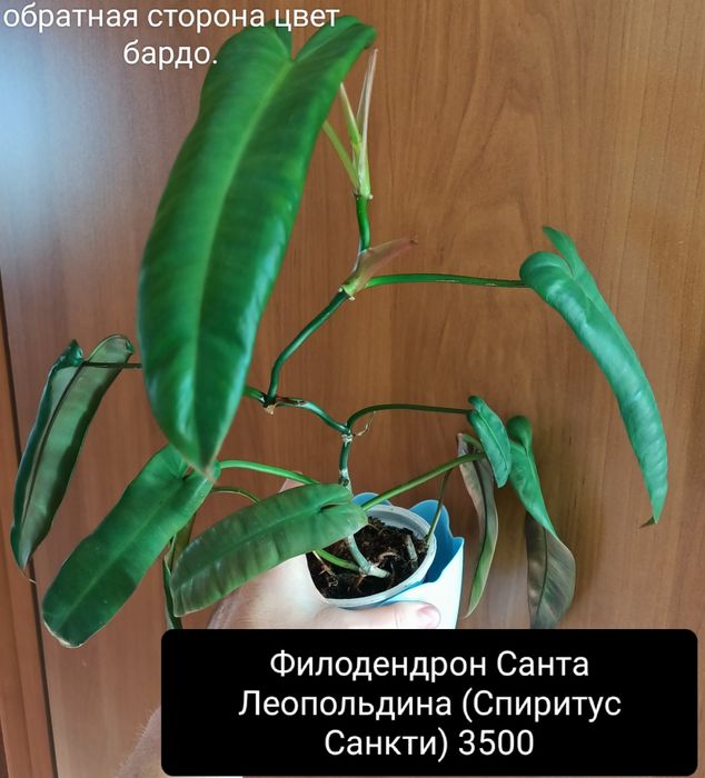 Цветок 2000тенге