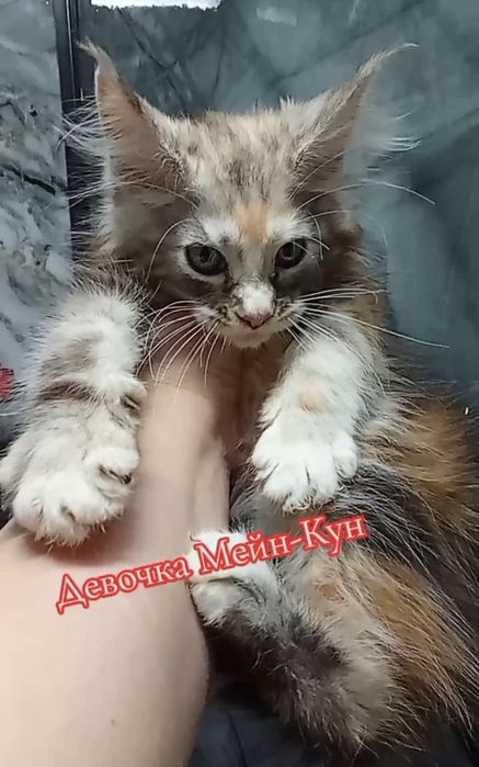 Грациозные великаны