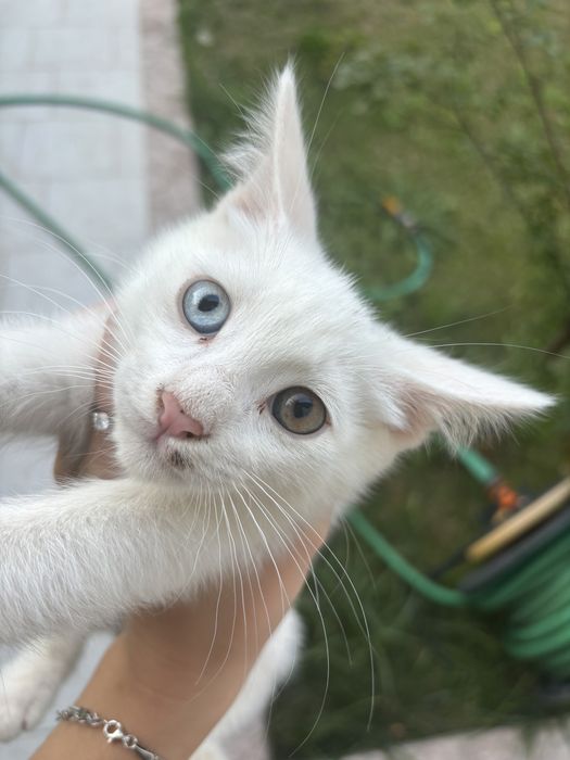 Turetskiy angora va bolalari