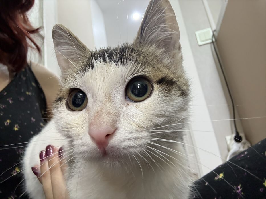 Котенок мальчик (4-5 мес)