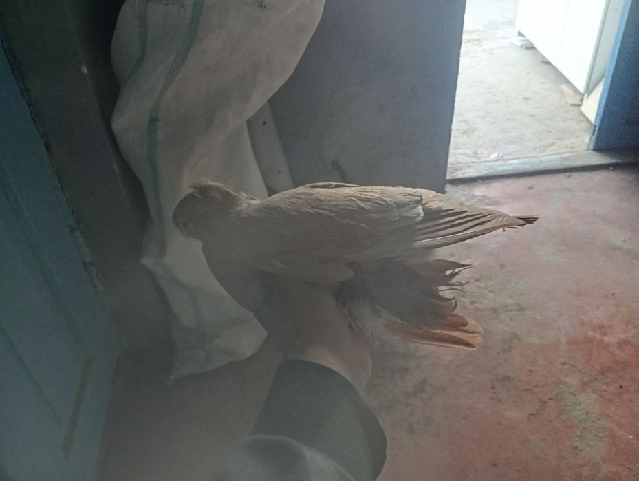 Гулуби кептер сатылады