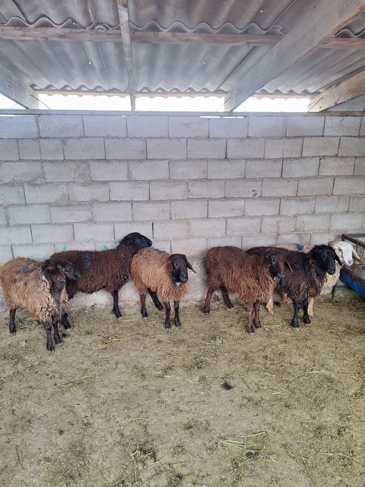 6 бас бордақы тоқтылар  сатылады.