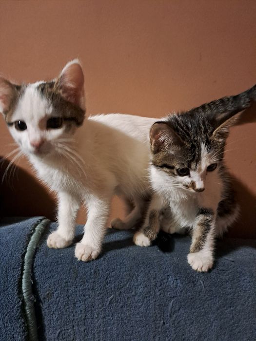 отдам даром в хорошие руки