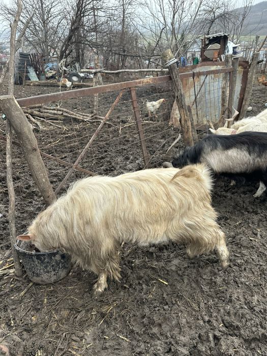 Vând țapii și capre