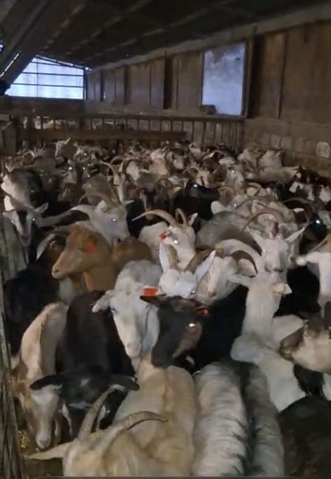 Capre de vanzare carpatine . Mai multe detalii la telefon