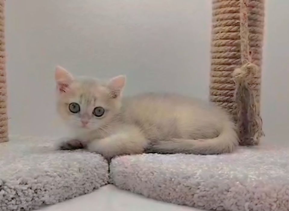 Бриташки очаровашки