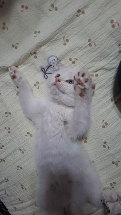 Кошка белая девочка