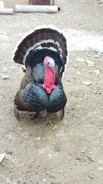 Продается Индюк домашний