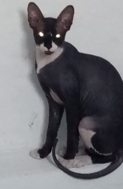 Породистая кошка