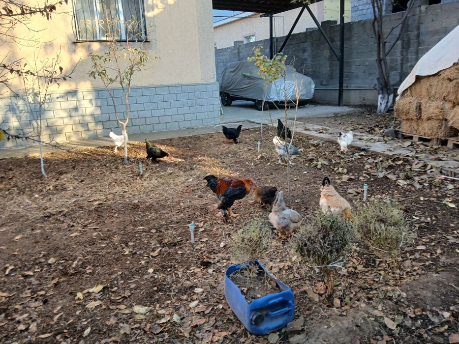 Срочно Продаются куры