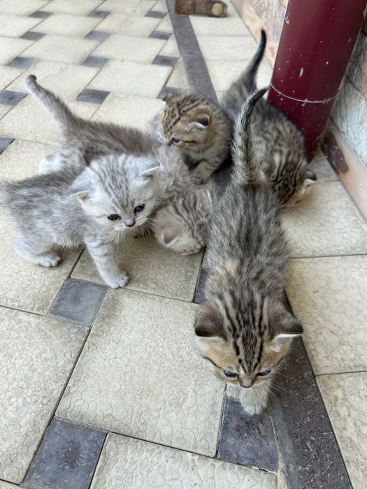 Продаются котята