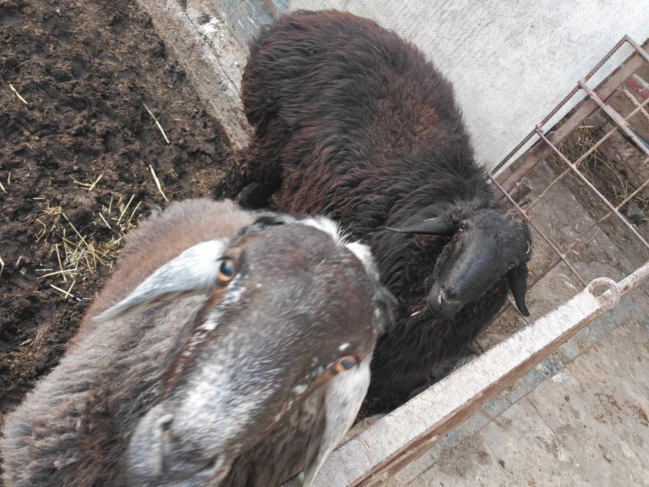 Toza hisori qulog'i kesilmagan uyda boqilgan