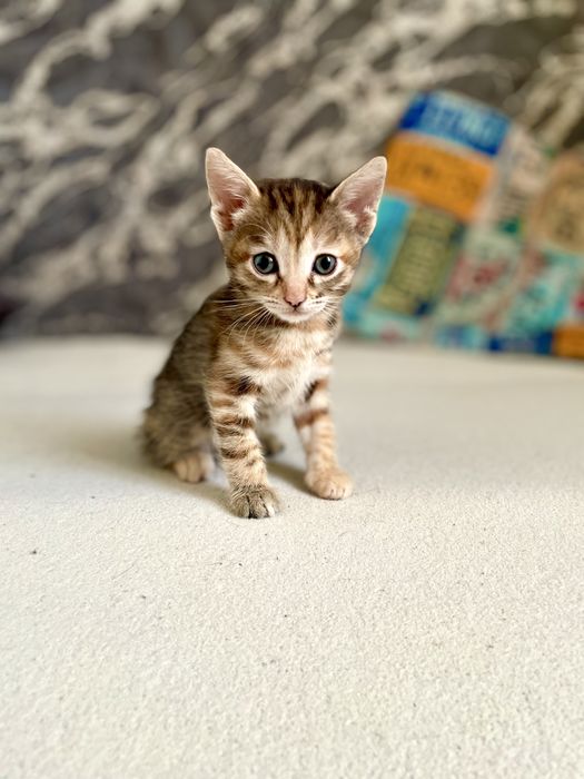 Продам котят 1,5 мес.