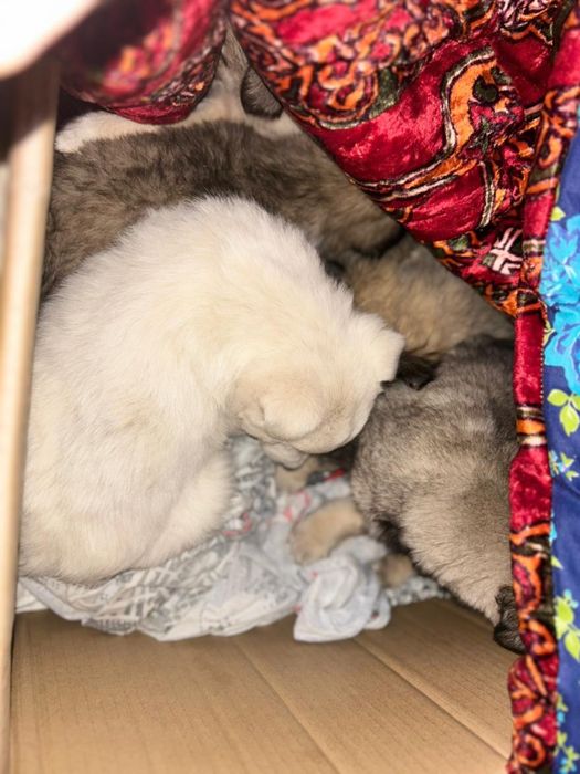 Щенат в добрые руки срочно