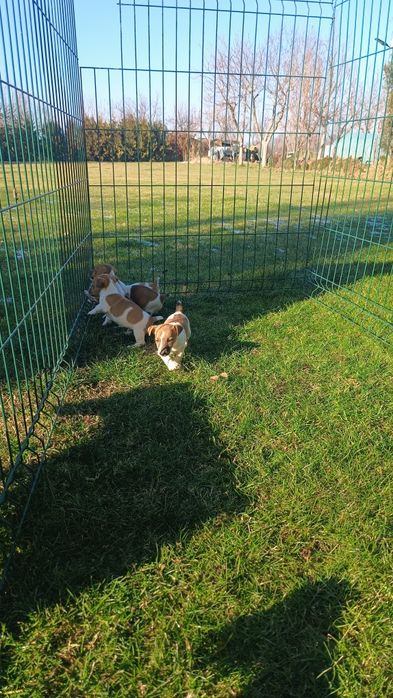 Джак ръсел териер