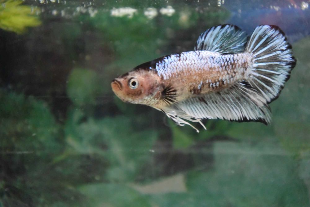 Pesti Betta Splendens Halfmoon Combtail Masculi Femele Acvariu