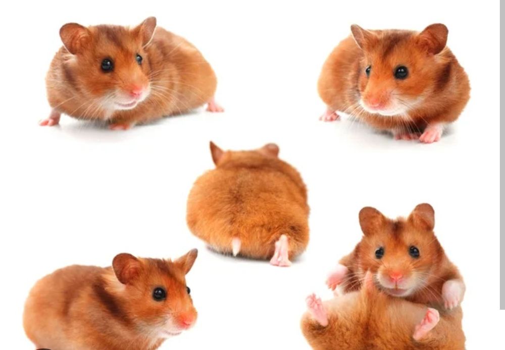 Продаются Хомячки