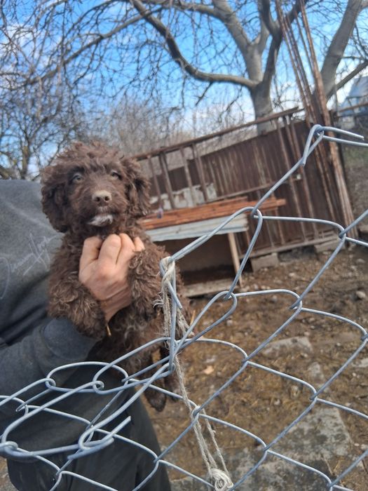 Продавам кучета Лагото Романьоло от работещи родители.