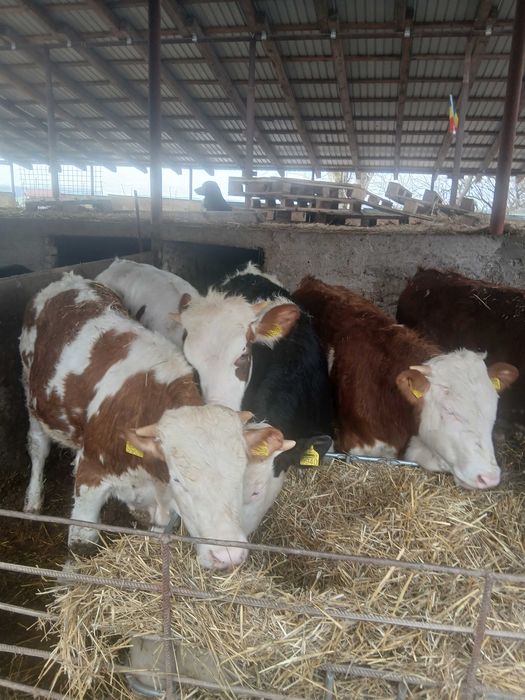 Vitei baltati de vinzare