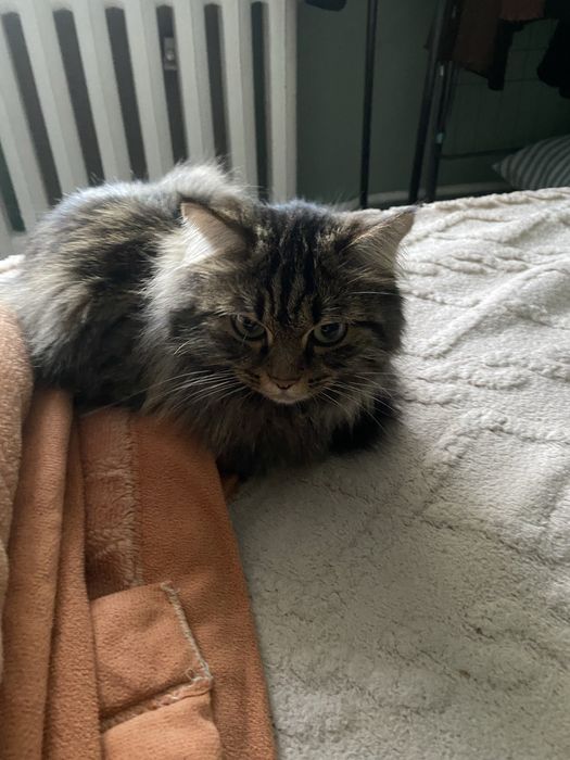 Кошка Мейн-кун 100.000 тг