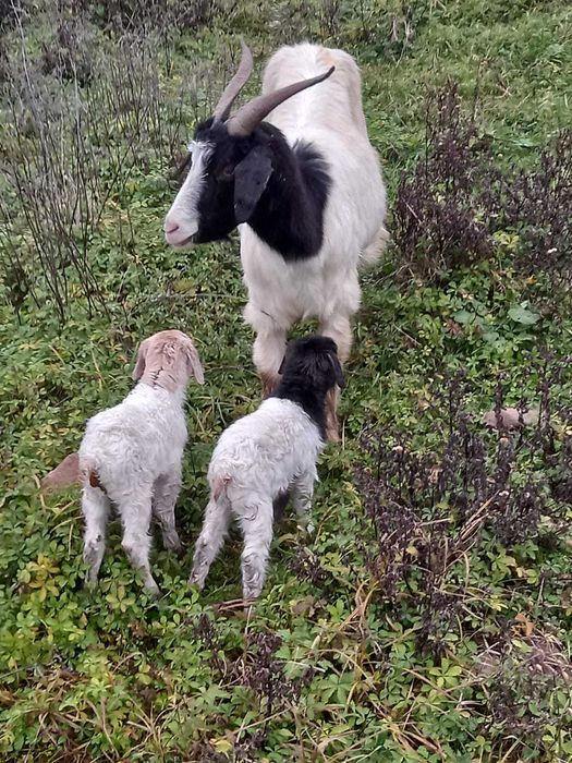 Vând capră cu 2 iezi