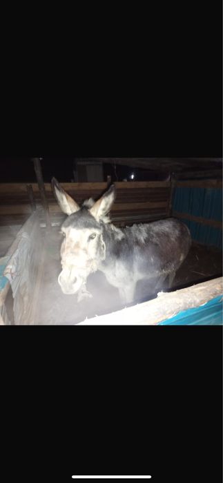 Продам осёл 35000