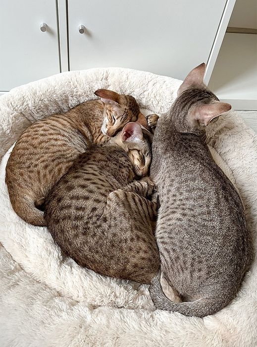 Ориентал леопардовое пятно