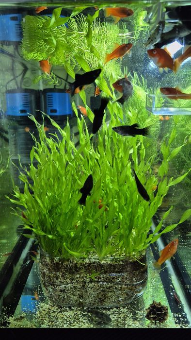 Рыбки меченосцы, моллинейзии