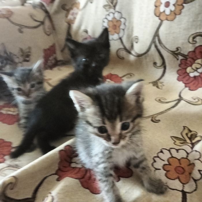 Отдам котят в хорошие руки