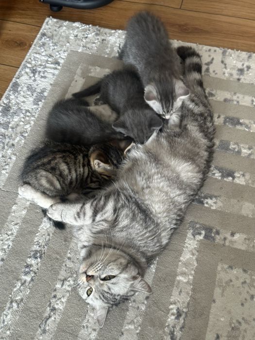 Котята шотландцы бесплатно