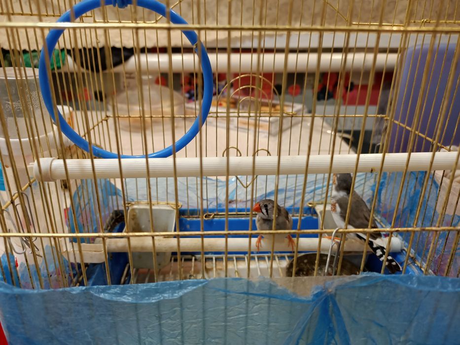 Продам птичек амадин