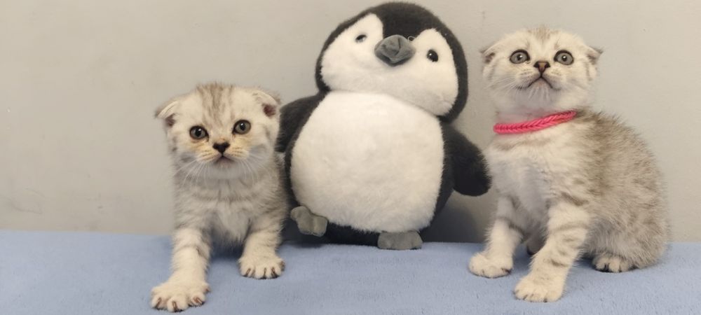 Продам шотландских котят